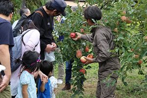 午後の部：生産者である齋藤さんの齋藤農園でりんご狩りを楽しみました