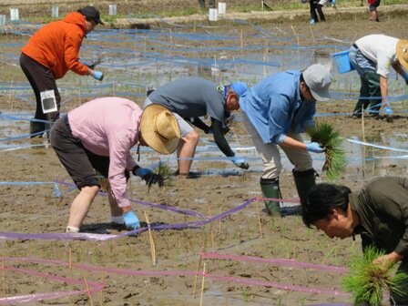 参加者はそれぞれの区画に沿って、色味に合わせた稲を丁寧に手植えをしました