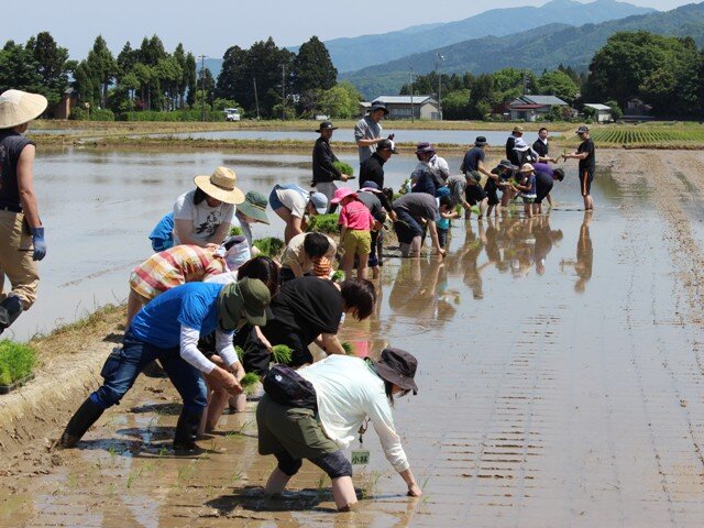 参加者が一列になり田植えスタート！