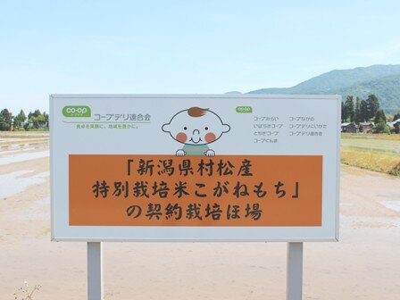 田んぼには「ほぺたん」の看板もありました