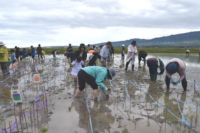 参加者はそれぞれの区画に沿って、色味に合わせた稲を丁寧に手植えをしました