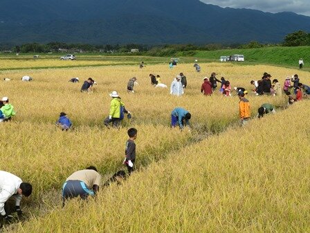手刈りでがんばりました