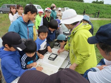 子どもたちが捕まえた生きものを、みんなで観察しました