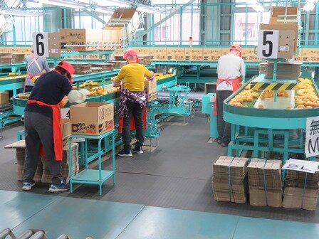 おけさ柿の選果場を見学しました