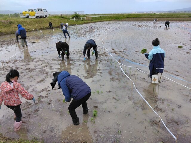 デザインに基づき、手作業で丁寧に苗を植える参加者