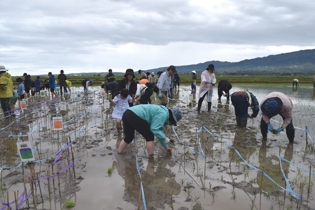 参加者はそれぞれの区間に沿って、色味に合わせた稲を丁寧に手植えをしました
