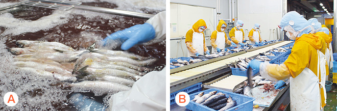 解凍・腹出しの様子